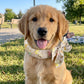 ⏳ BUY 1 GET 1 FREE!! ONLY￡7.99!!🎀 Cooling Collar – Summer Relief for Dogs & Cats 🌞❄️  Vet-Safe • Reusable • No Freezer Needed • Made for British Heatwaves!